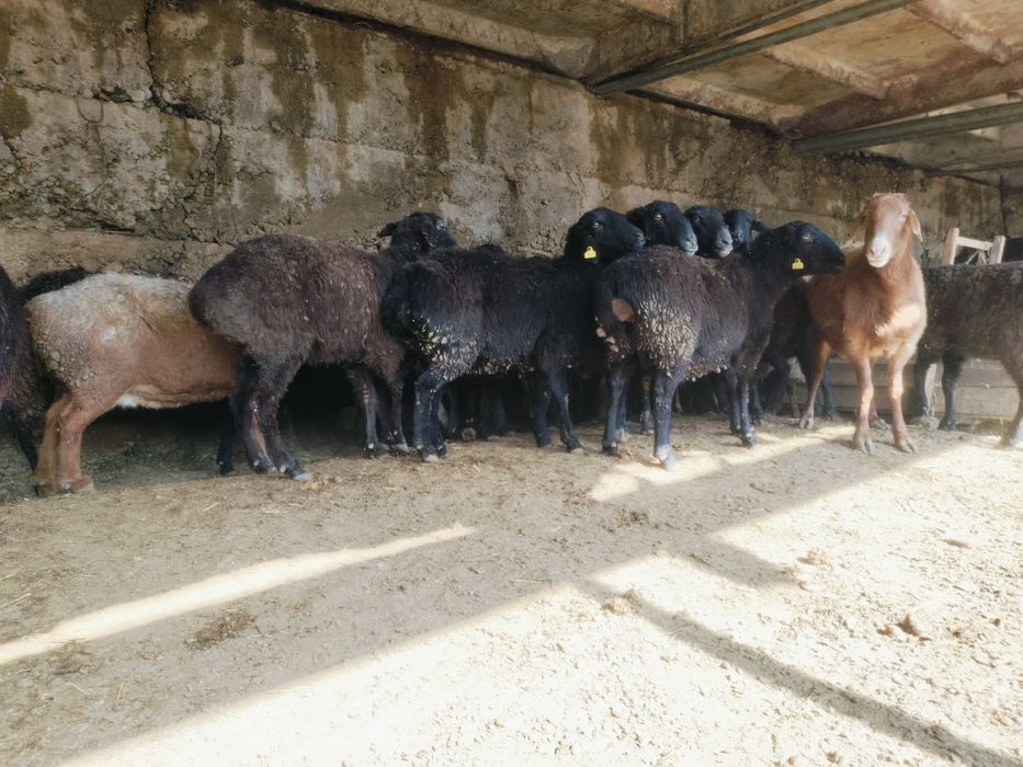 Кой сатылады. Бараны.