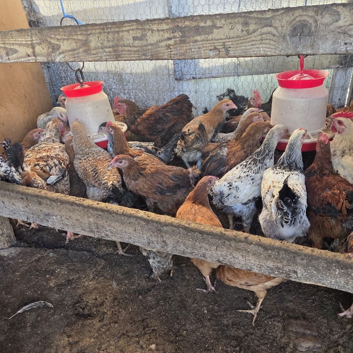 Pui de casa de vanzare