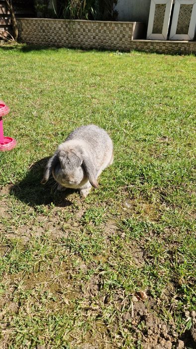Vând iepure gingaș și blând