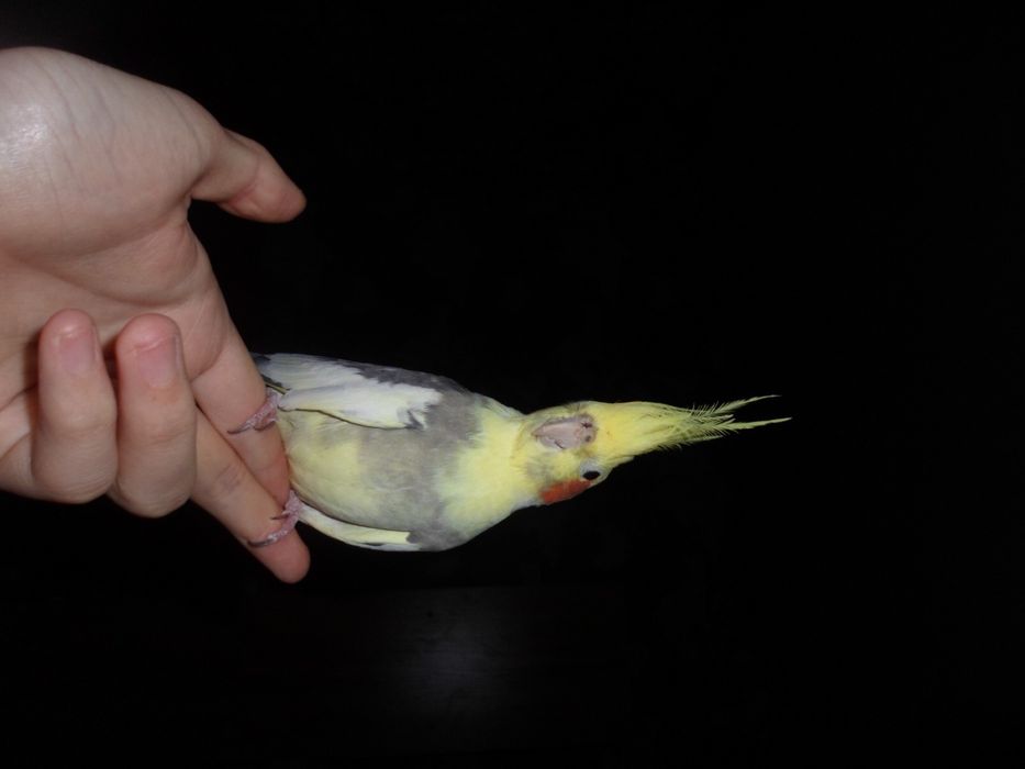 Попугай карелло 8 месяцев