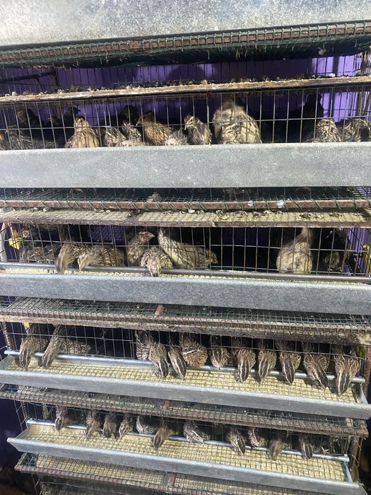 Prepelite adulte rasa japoneza si polara gigant