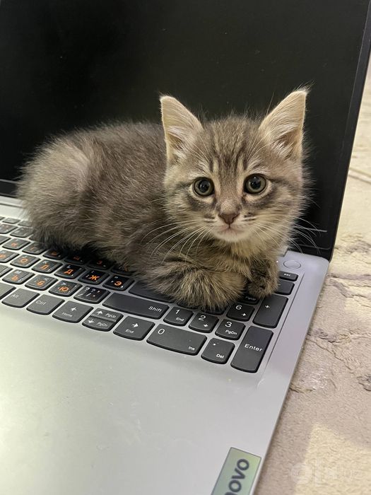 Котонек в хорошие руки