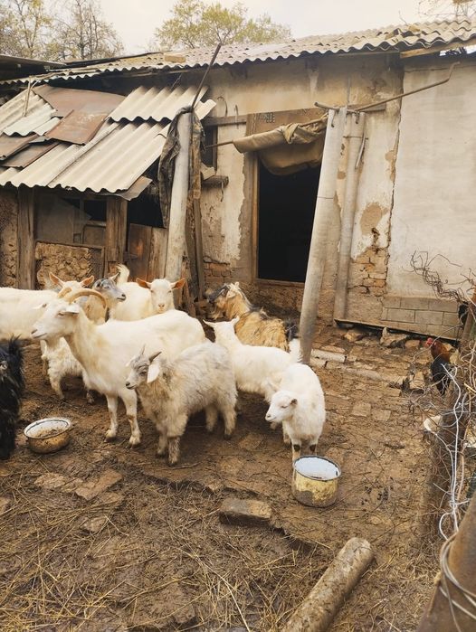 Самые обаятельные и милые козы