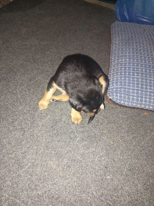 Отдаётся щенок в хорошие руки