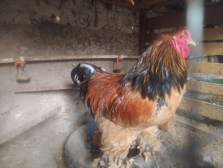 Brama tuxumlari sotiladi