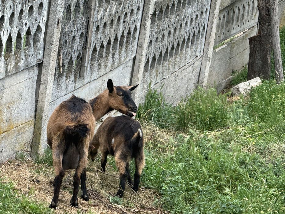Vand capre plus iezi