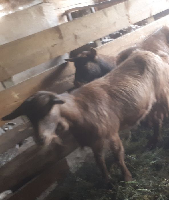 Vând capre bune de lapte