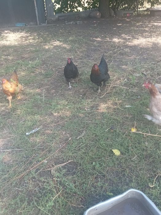 Продам куры домашние