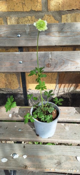 Анимона махровая сорт флора плена