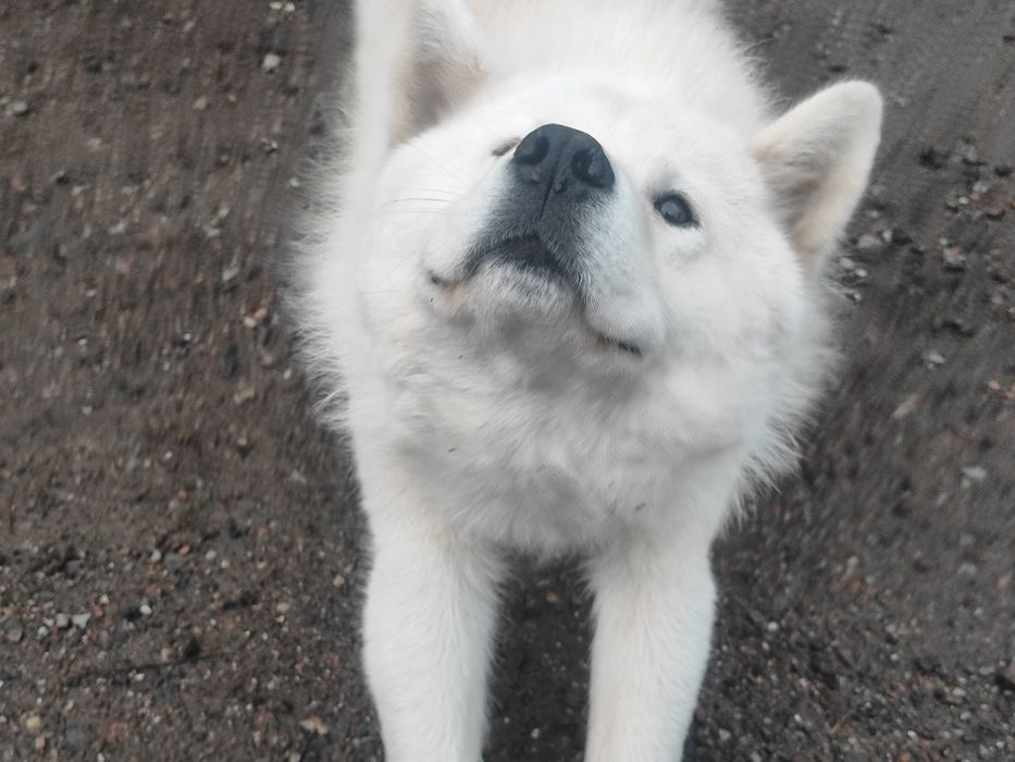 Белый хаски , кабель