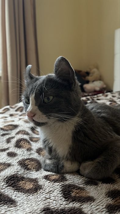 Котенок Американский Керл