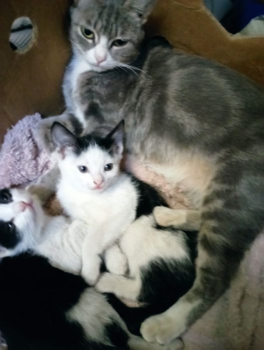 Бесплатно котята девочки