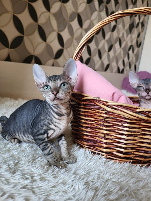 Котятки Донские Сфинксы.