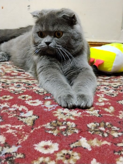 Надо невестка Для вязка мальчик