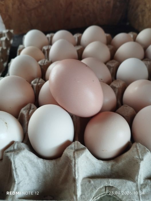 Яйцо для инкубатора