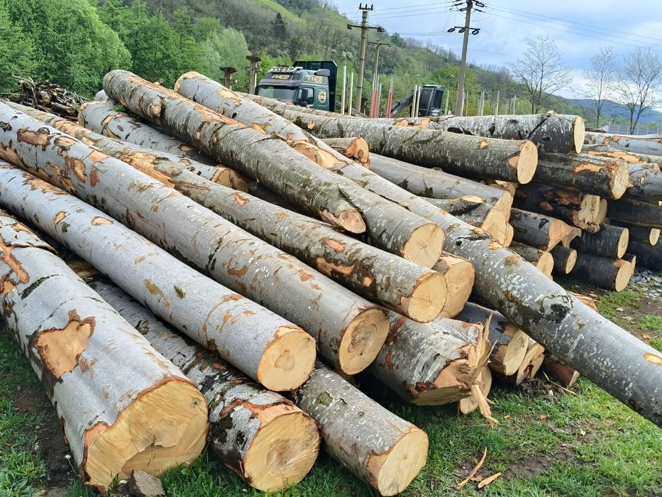 Lemn foc fag 430 mc transport inclus