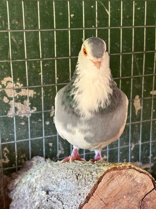 Vând pereche porumbei