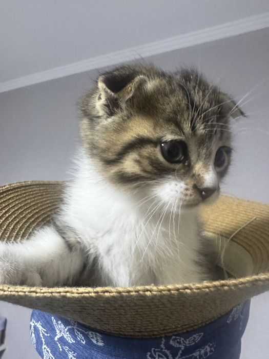 вислоухий котенок