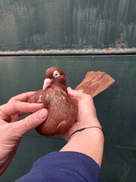 Гълъби червени донеци