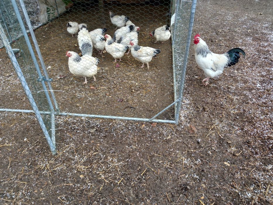 Oua pentru incubat de rasă Sussex HD