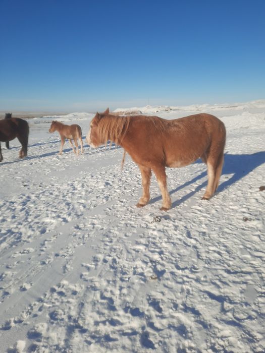 Продам    лошадь