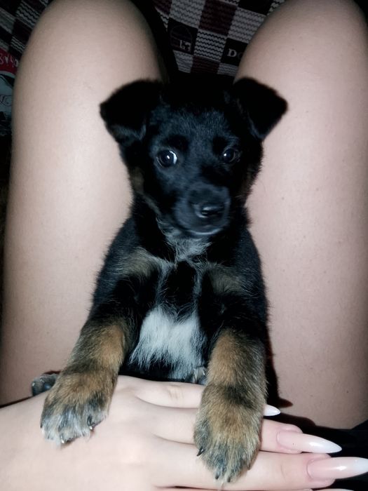 Отдам щенка девочку в хорошие руки срочно