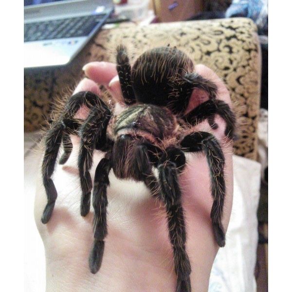 Пауки птицееды разные виды