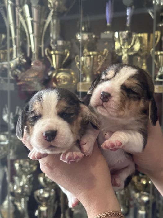 Щенки бигля, питомник