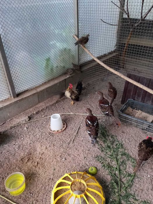 Продаются Фазаны Эллиота