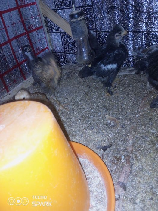 Joja damashniy kuruk tovuq ochgan