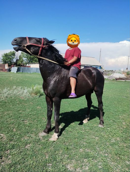 Айғыр сатылады міңгі