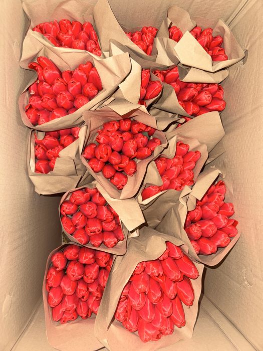 Тюльпан оптом белорусский