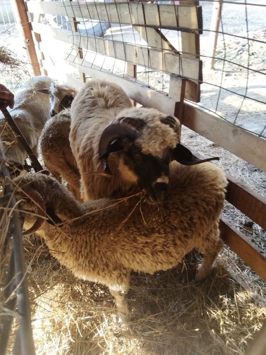 Vând berbeci Turcan miori