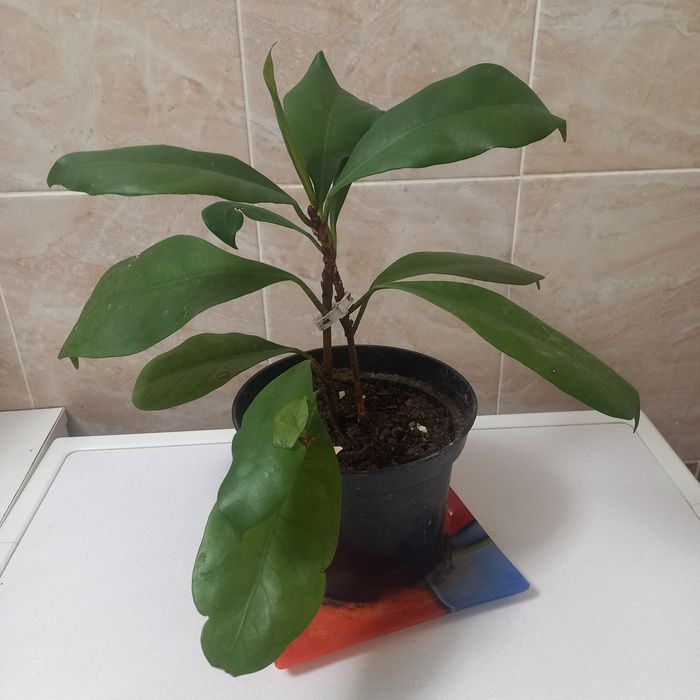 Комнатние растения