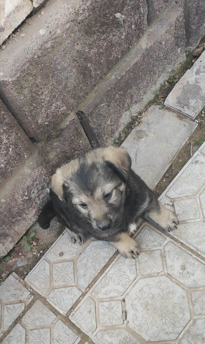 Щенок, девочка.  Крупная.