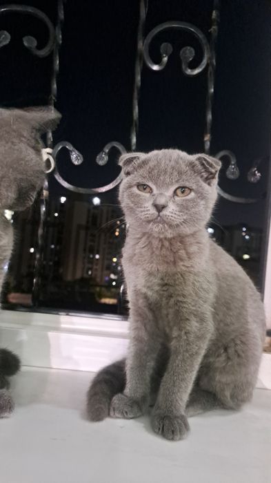 Британский скотч