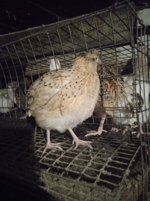 Продам перепелов