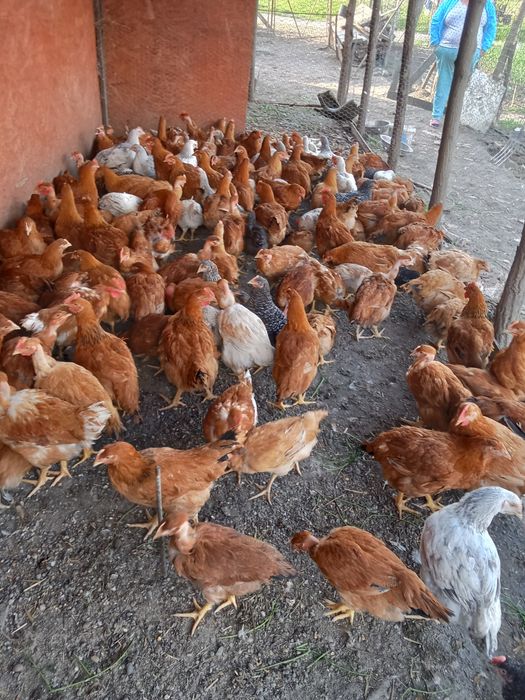 Vînd puicuțe 2 kg 60 lei