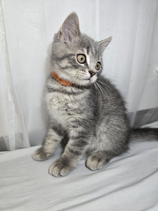 Шотландски Британски котенца