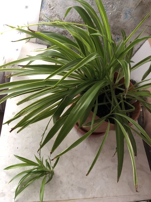 Хлорофитум домашний