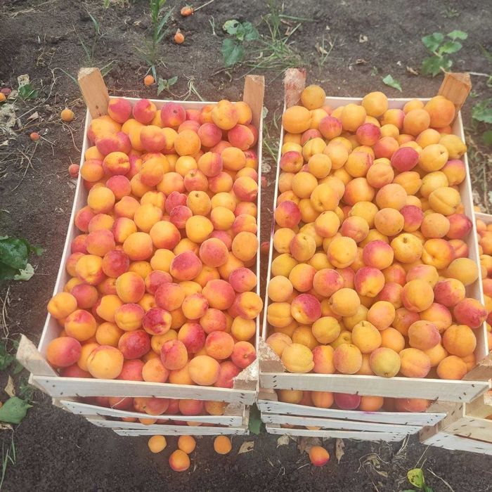 Caise proaspete pentru industrie, alcool, țuică sau gem – Cantități mari