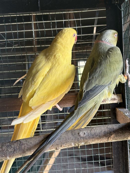 Разменям малки Александъри