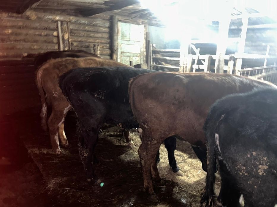 Бычки телки продаются