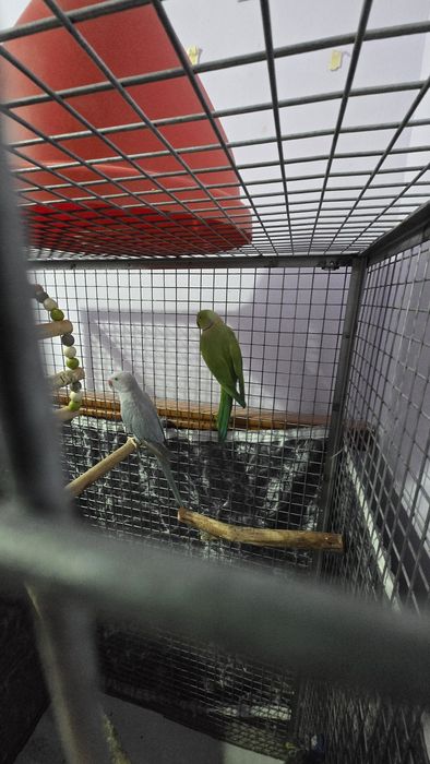Vand 2 papagali micul Alexandu cușcă gratis ru și cușcă mare