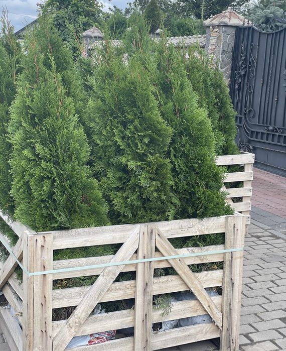 Туя смарагд туя смаракт