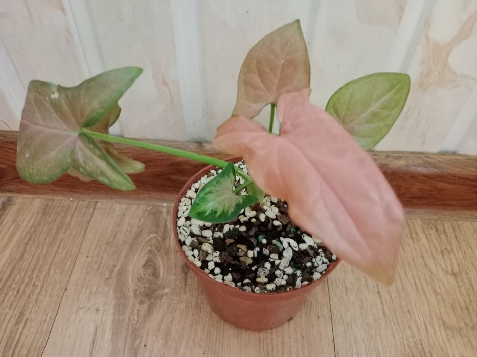 В продаже редкие комнатные цветы