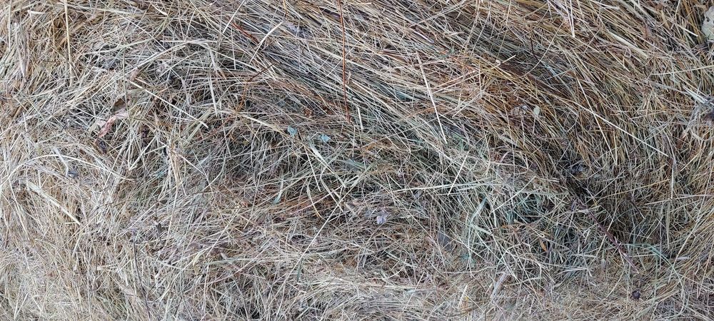 Baloți de fân, lucernă dreptunghiular,rotund! Se asigura transport!