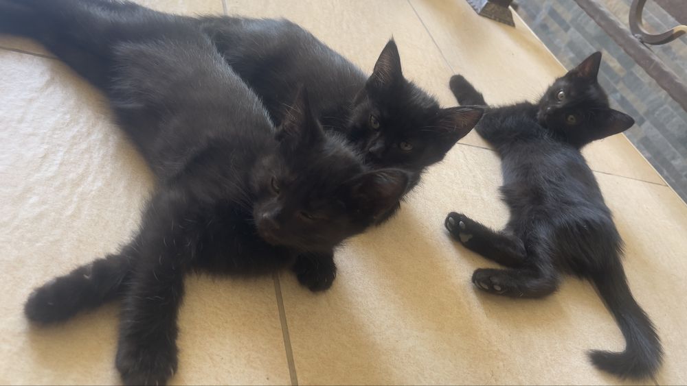 Отдам даром котята