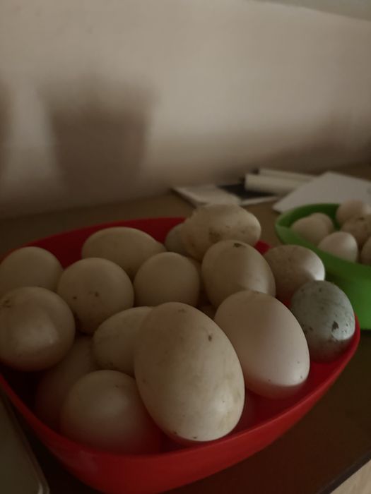 Vand oua de gasca pentru incibat