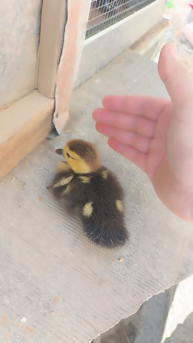 Indautka jöjalrı sotıladı. 3 kunlık. 35 mingdan